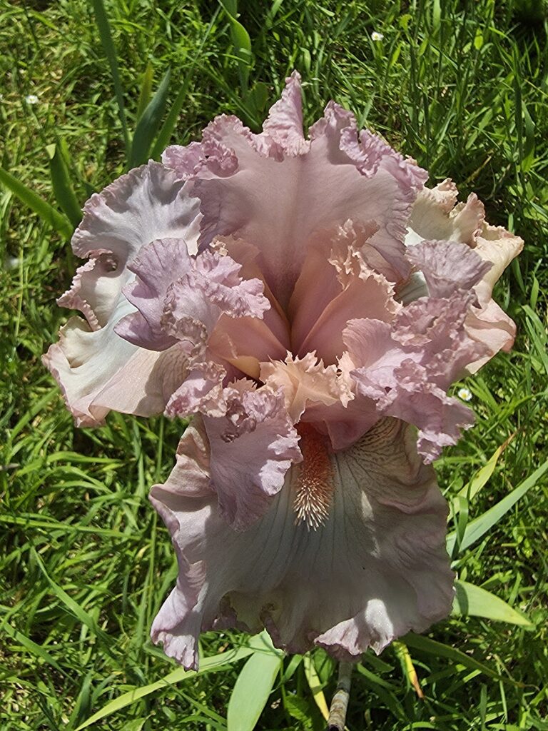Pink Invasion (Johnson, USA 2010)